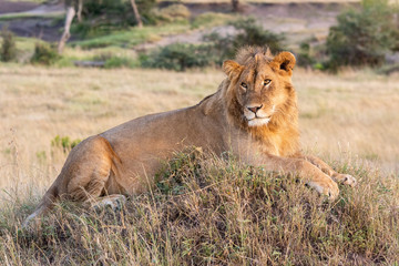 Male lion lying on mound in grass
