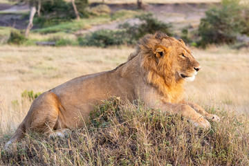 Male lion lying on mound facing forward