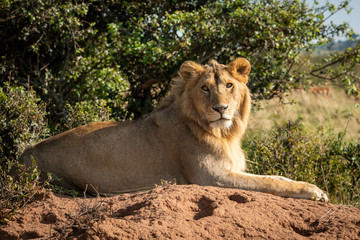 Male lion on termite mound faces camera