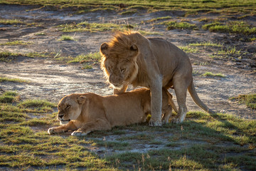 Male lion mates with lioness on savannah