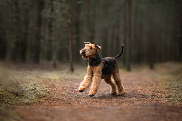 airedale terrier dog running in the forest