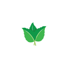 Leaf Mint Logo Template vector symbol