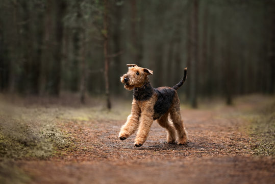 Airedale Terrier Dog Running In The Forest