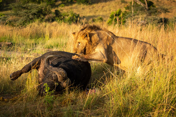 Male lion rolling over carcase of buffalo