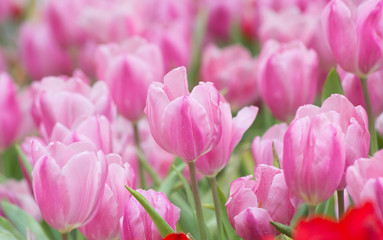 Fototapeta premium pink tulips in garden