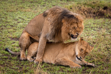 Male lion screws up face while mating
