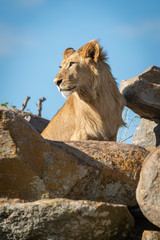 Male lion sits among rocks in sunshine © Nick Dale