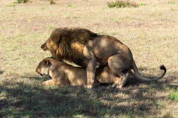 Male lion snarls while mating with female