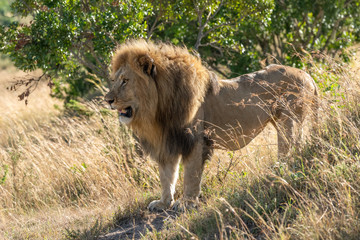 Male lion standing in profile on bank