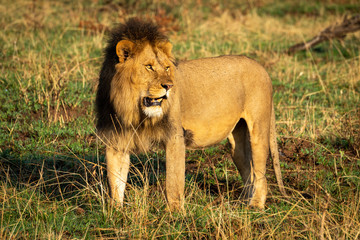 Male lion standing in savannah staring right
