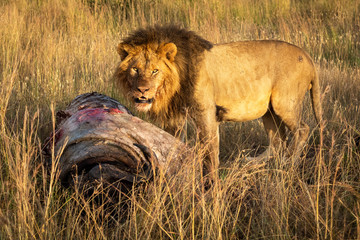 Male lion standing with kill watches camera