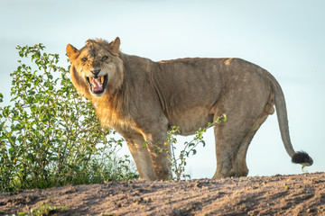 Obraz premium Male lion stands baring teeth towards camera
