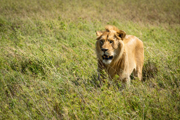 Male lion stands facing left in grass