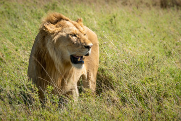 Male lion stands looking right in grass