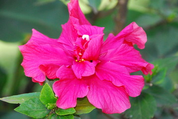 Hibiscus Flower