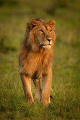 Male lion stands looking around in savannah
