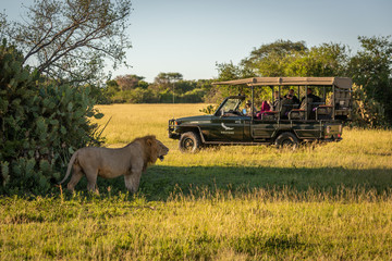 Male lion stands on grass near truck © Nick Dale