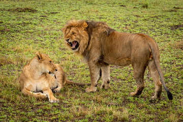 Male lion stands roaring at prone female