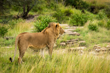 Fototapeta na wymiar Male lion stands scanning rocks and bushes