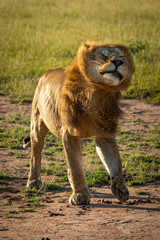 Male lion stands shaking head spraying water
