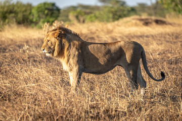Male lion stands sideways in burnt grass
