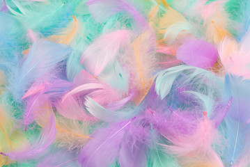 Fototapeta premium Colorful feather background, top view.