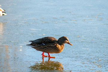 wild ducks in winter on a good day ice