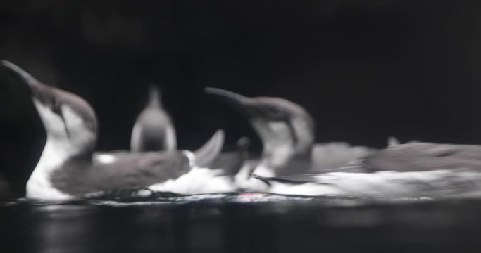 Common murre swimming in the water