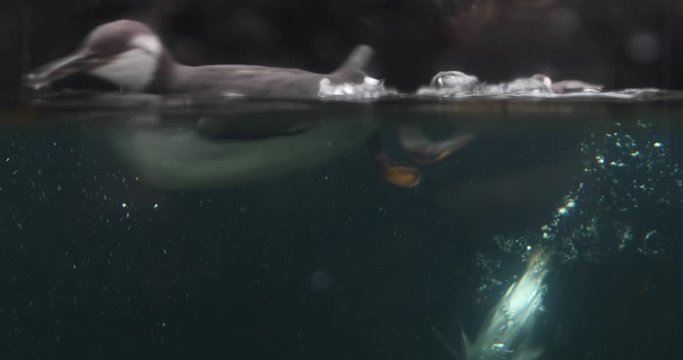 Common murre swimming in the water