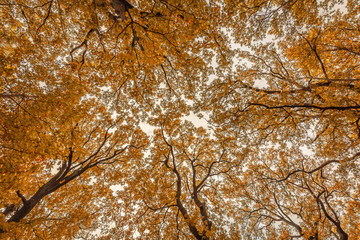 Low angle shot of a giant trees with orange autumn foliage and leaves during the Fall in France