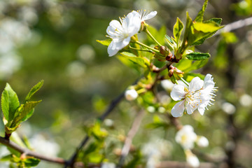 Branch of blossoming white cherry on a blurry nature background. Spring flowering garden.