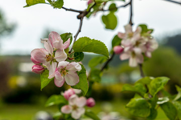  Pink apple tree blossoms and buds on a blurred garden background. Branch of a flowering apple tree. Fresh Spring Day after rain.