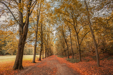 French forest of Clamart in Autumn with yellow, orange and red leaves on trees and fallen on the ground