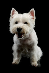Studio shot of an adorable West Highland White Terrier