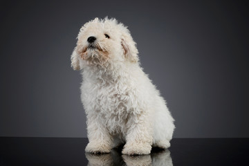 Studio shot of a cute Puli puppy