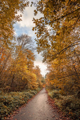 French forest during the Fall season, autumn scene with yellow, orange and red leaves on trees and fallen on the ground