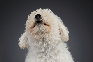 Portrait of a cute Puli puppy