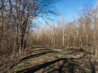 Woodland Trail