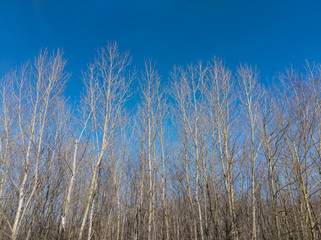 Cottonwood Reaching for the Sky