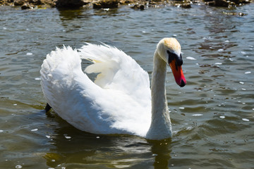 swan on lake