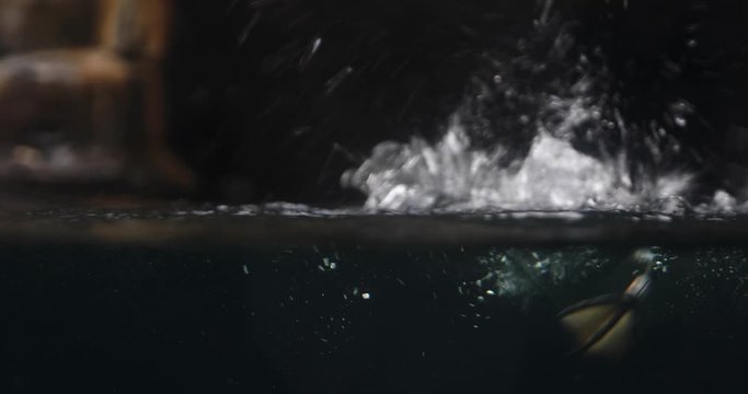 Common murre swimming in the water