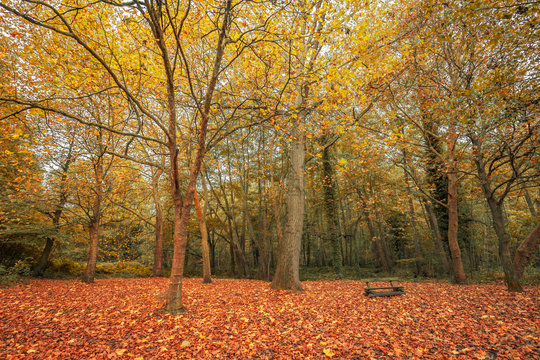Autumnal scene with yellow, orange and red leaves on trees and fallen on the ground