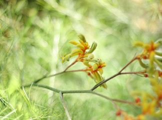 Abstract macro photo of a flower on natural background.
