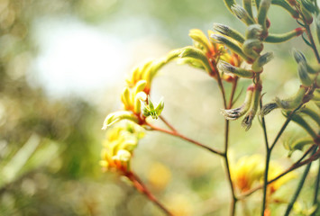Abstract macro photo of a flower on natural background.