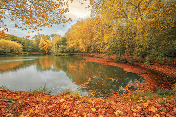 Fototapeta na wymiar Bois de Clamart, French landscape in Autumn, with a lake, yellow, orange and red leaves on trees and fallen on the ground