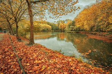 Bois de Clamart, French landscape in Autumn, with a lake, yellow, orange and red leaves on trees and fallen on the ground