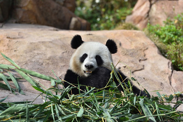 Obraz premium Close-up of Giant Panda in China