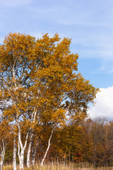 Fototapeta premium 日本・北海道東部の国立公園、白樺の紅葉