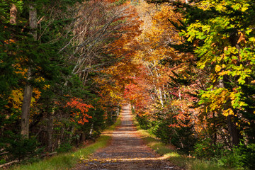 日本・北海道東部の国立公園、紅葉した林道