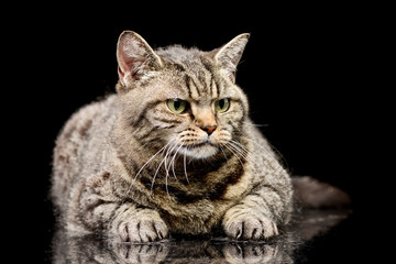 Obraz na płótnie Canvas Studio shot of a domestic cat